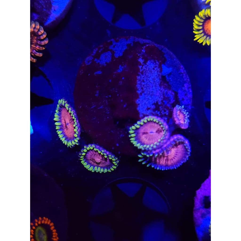 Pink Nirvana Zoanthid Frag WYSIWYG!