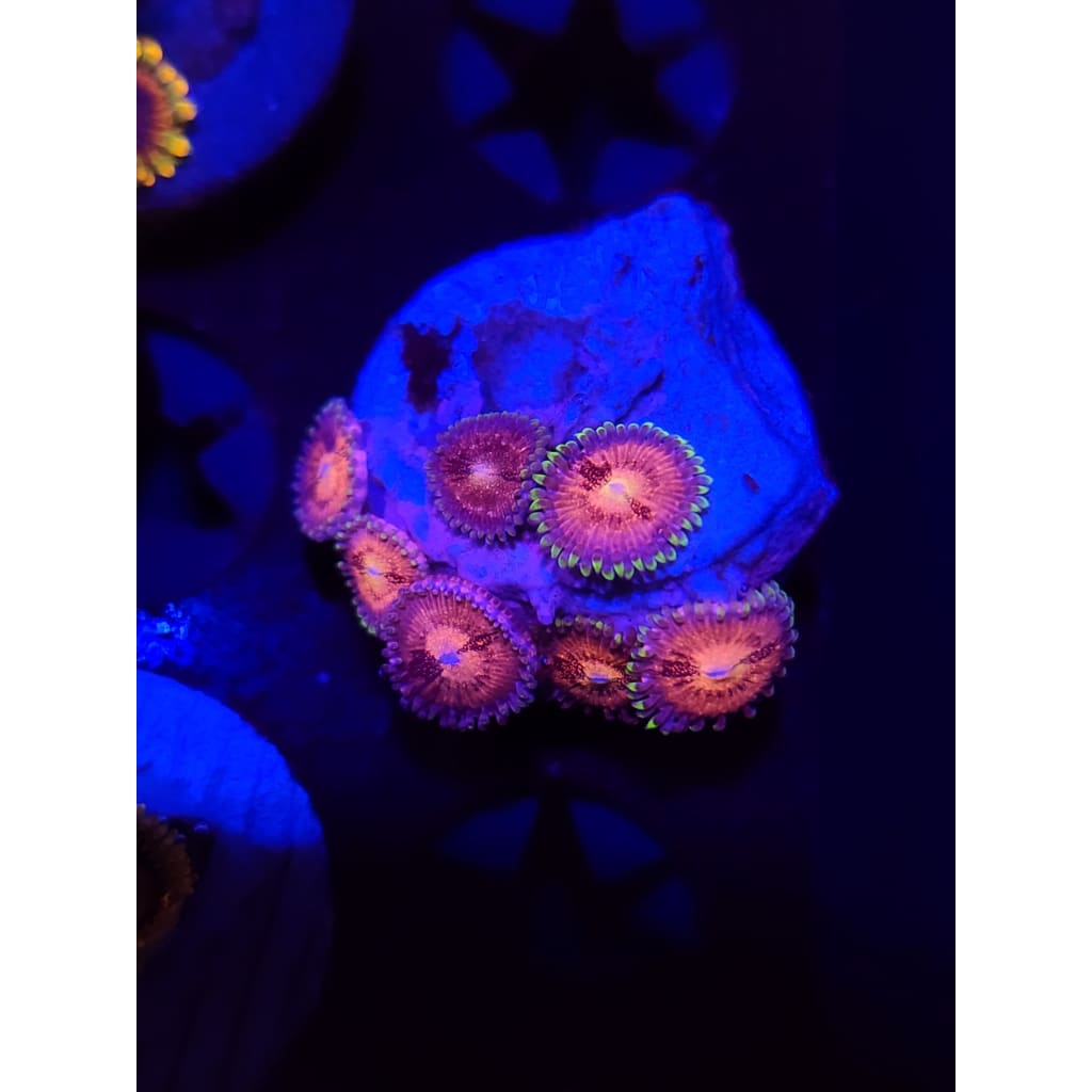 Pink Nirvana Zoanthid Frag WYSIWYG!