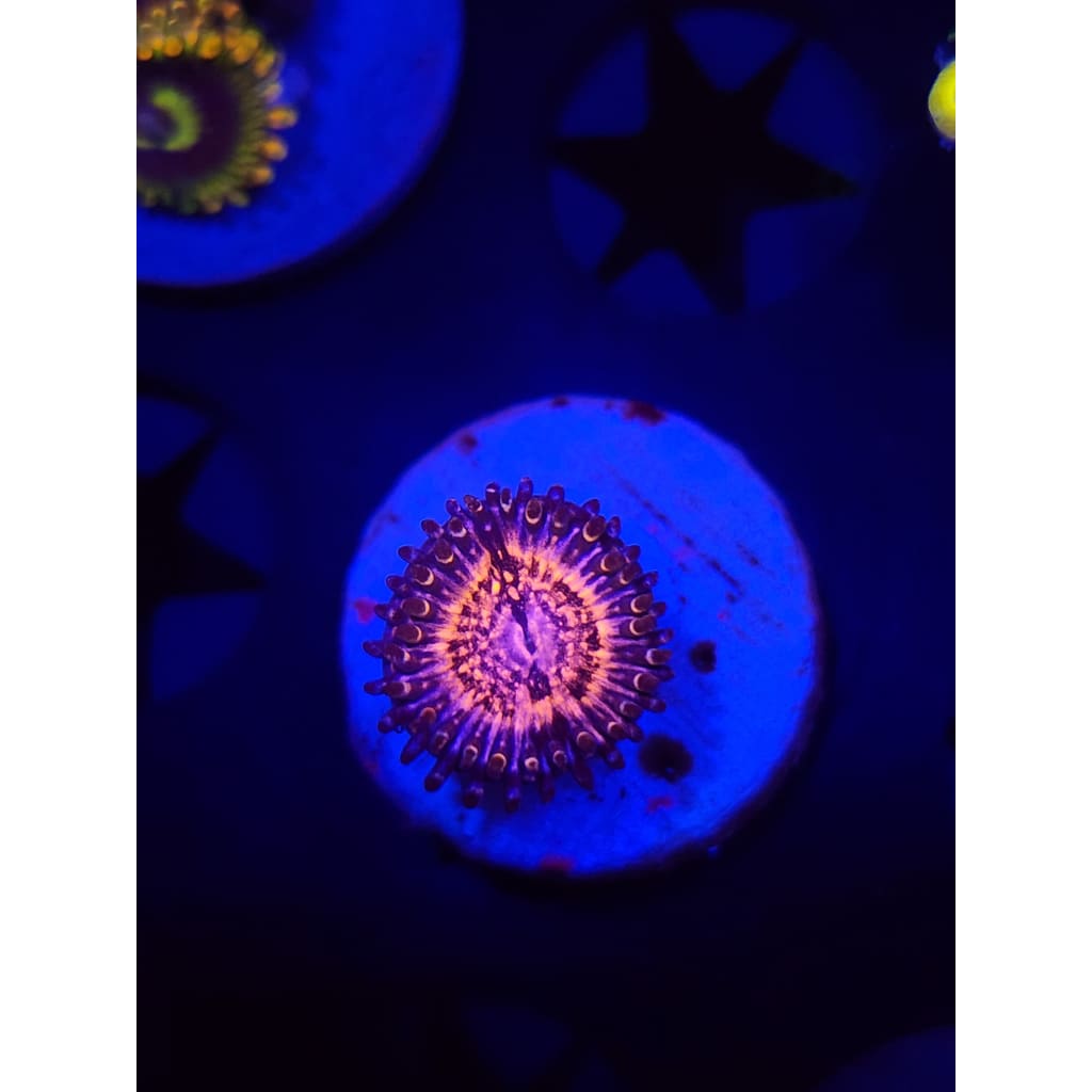 Pink Zippers Zoanthid Frag WYSIWYG!