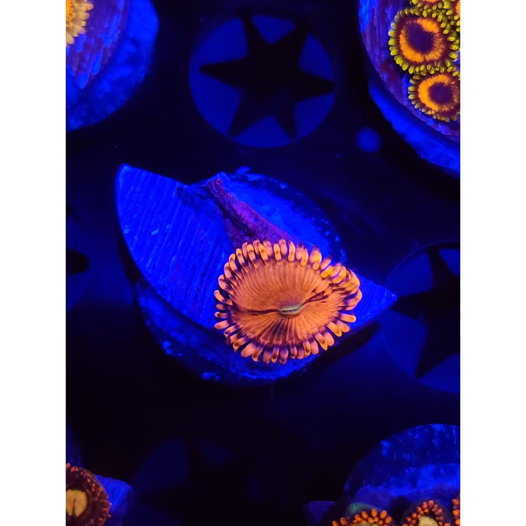 Playboy Bunny Zoanthid Frag WYSIWYG!