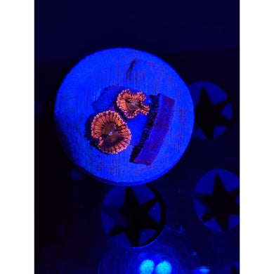 Playboy Bunny Zoanthid Frag WYSIWYG!