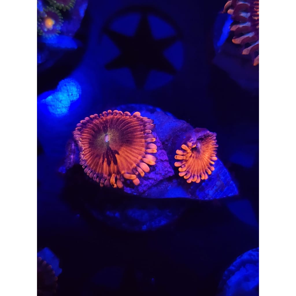 Playboy Bunny Zoanthid Frag WYSIWYG!