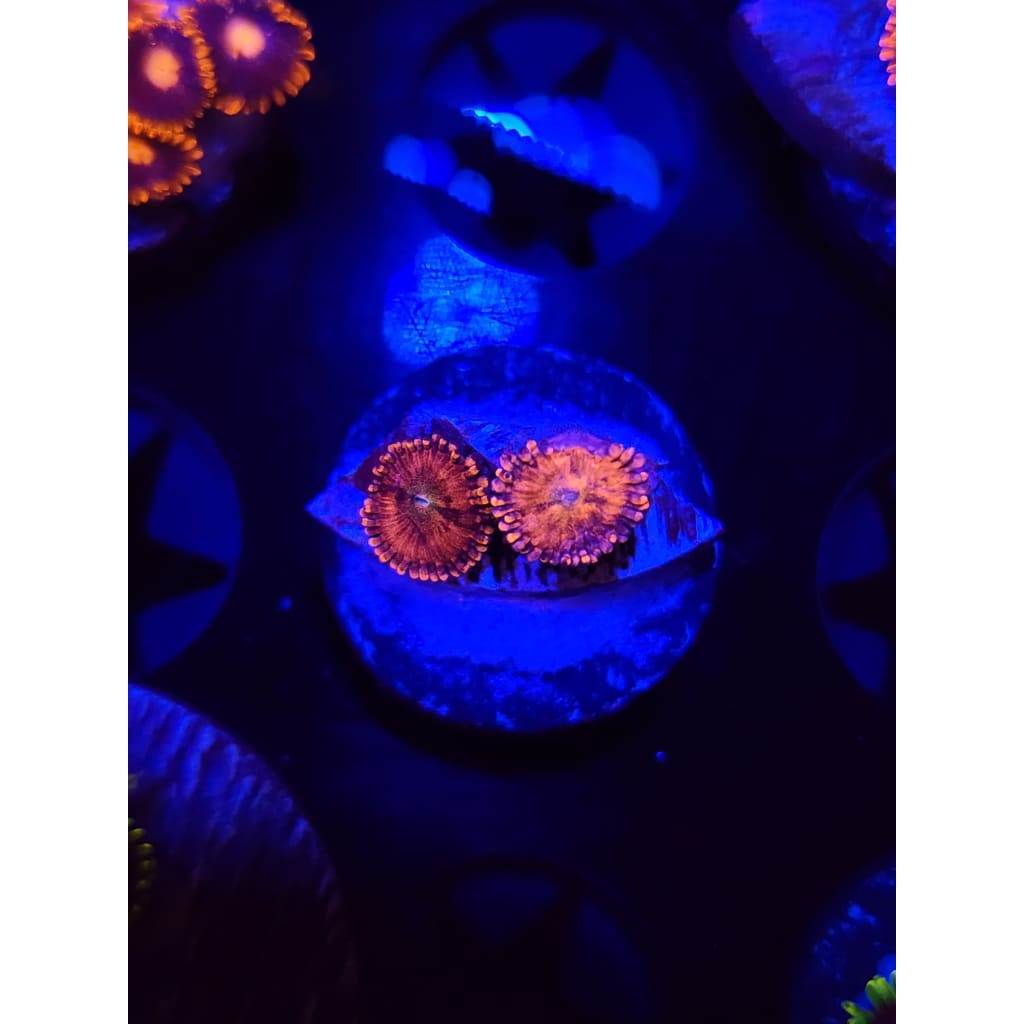Playboy Bunny Zoanthid Frag WYSIWYG!