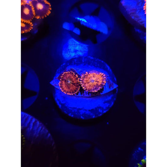 Playboy Bunny Zoanthid Frag WYSIWYG!