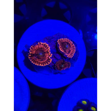 Playboy Bunny Zoanthid Frag WYSIWYG!