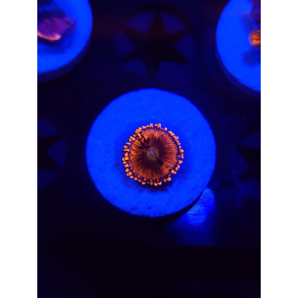Playboy Bunny Zoanthid Frag WYSIWYG!