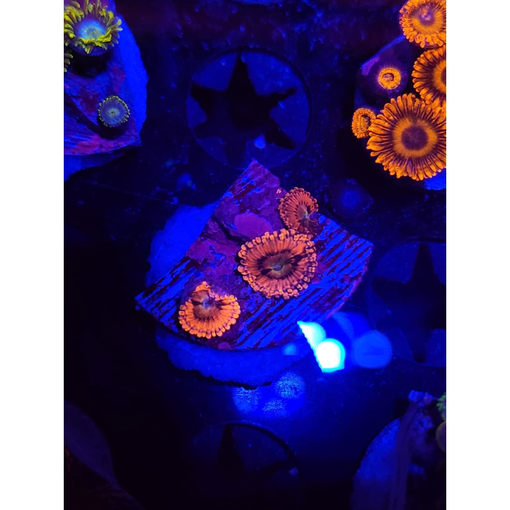Playboy Bunny Zoanthid Frag WYSIWYG!
