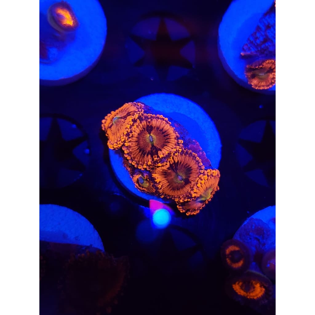 Playboy Bunny Zoanthid Frag WYSIWYG!