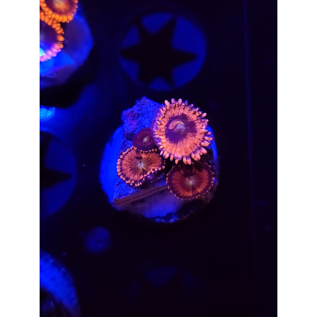 Playboy Bunny Zoanthid Frag WYSIWYG!