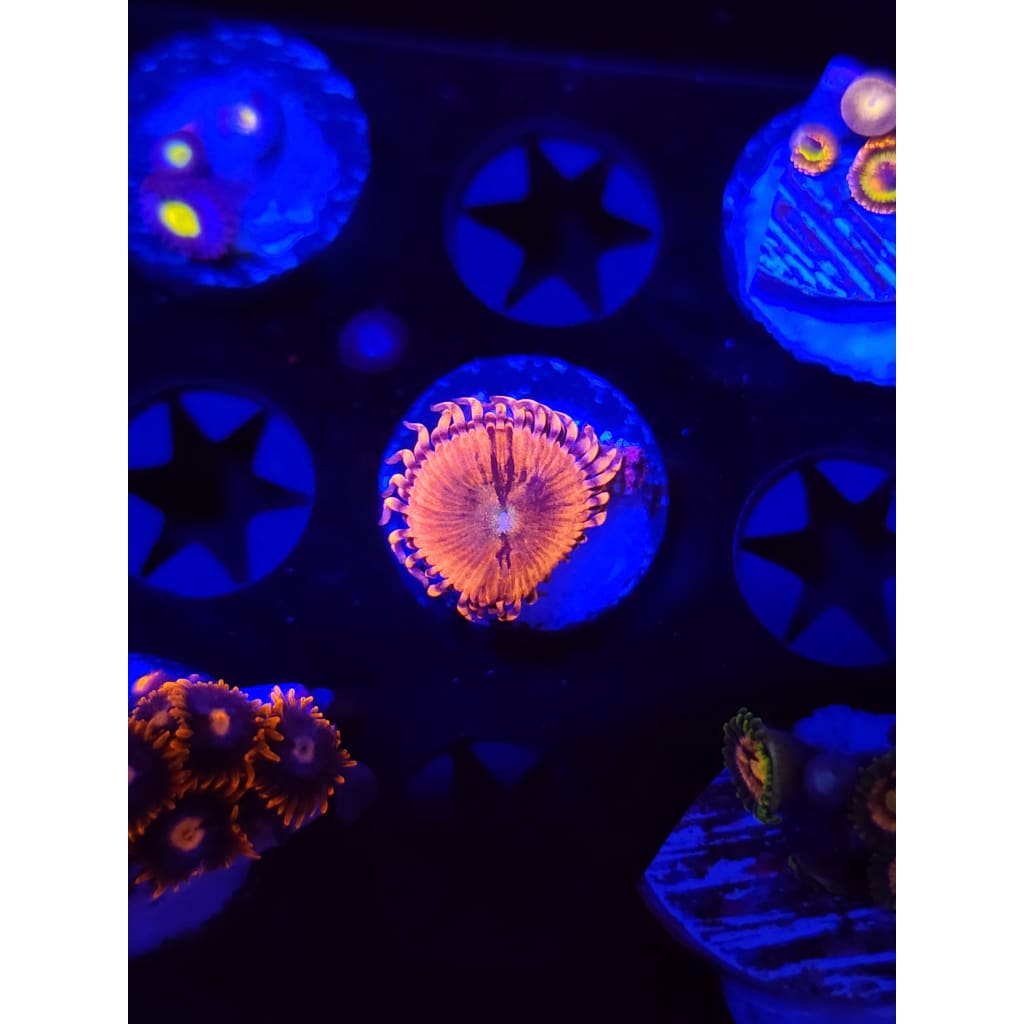 Playboy Bunny Zoanthid Frag WYSIWYG!