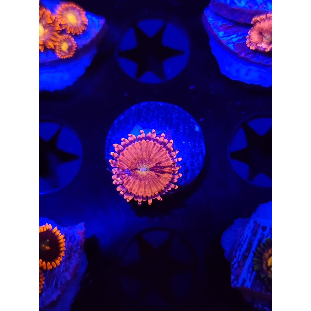 Playboy Bunny Zoanthid Frag WYSIWYG!