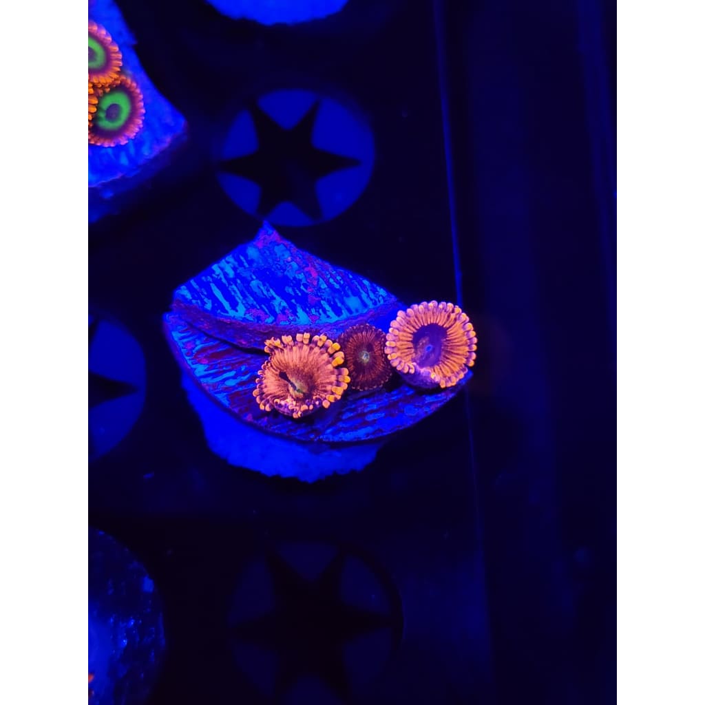 Playboy Bunny Zoanthid Frag WYSIWYG!