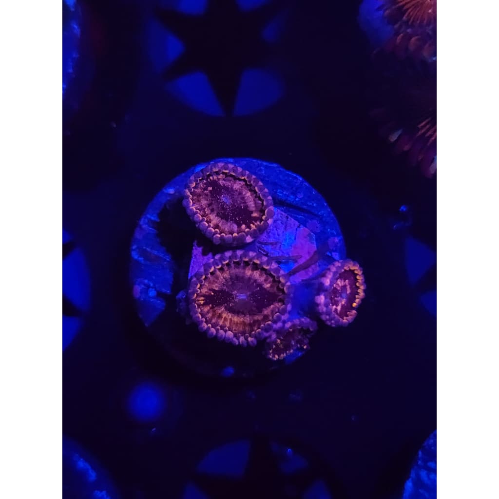 Pluto’s Passion Zoanthid Frag WYSIWYG!