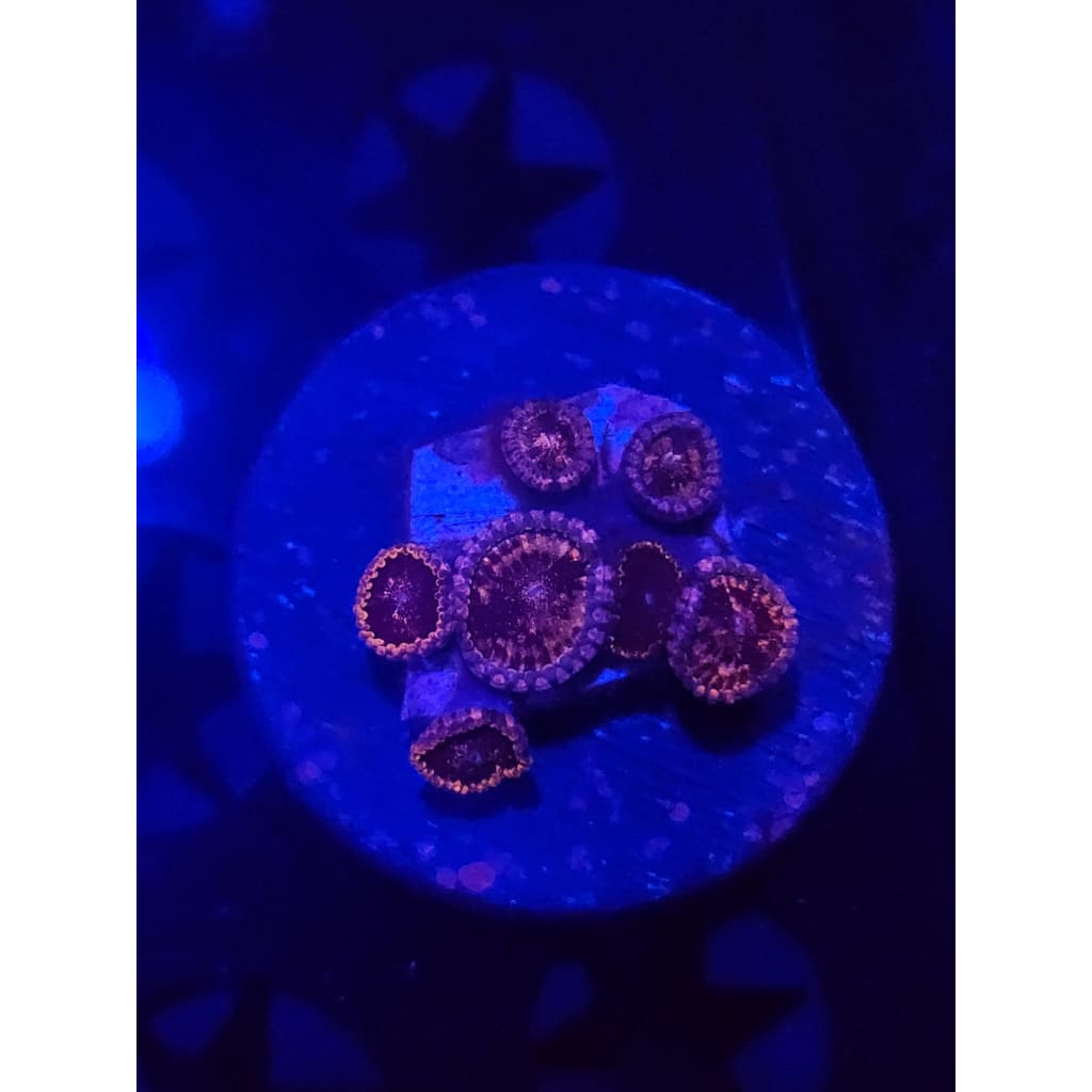 Pluto’s Passion Zoanthid Frag WYSIWYG!