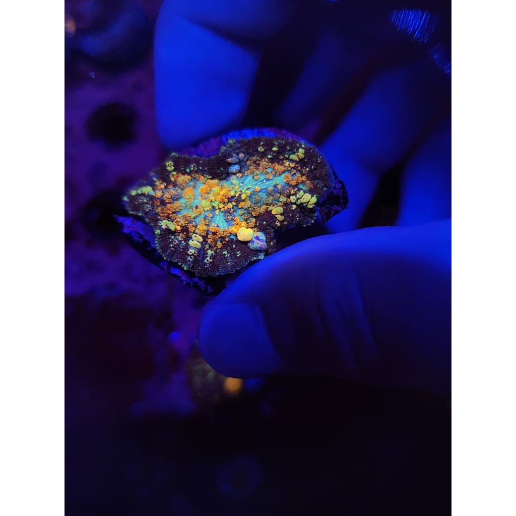 Powerball Bounce Mushroom WYSIWYG!