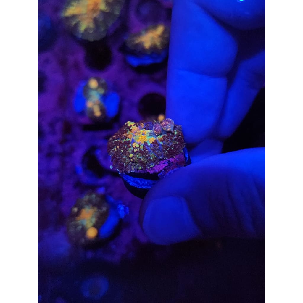 Powerball Bounce Mushroom WYSIWYG!