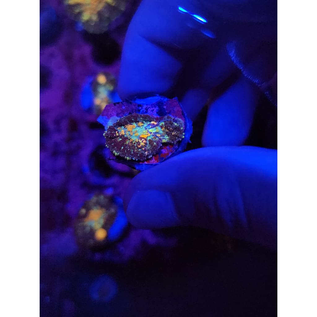 Powerball Bounce Mushroom WYSIWYG!