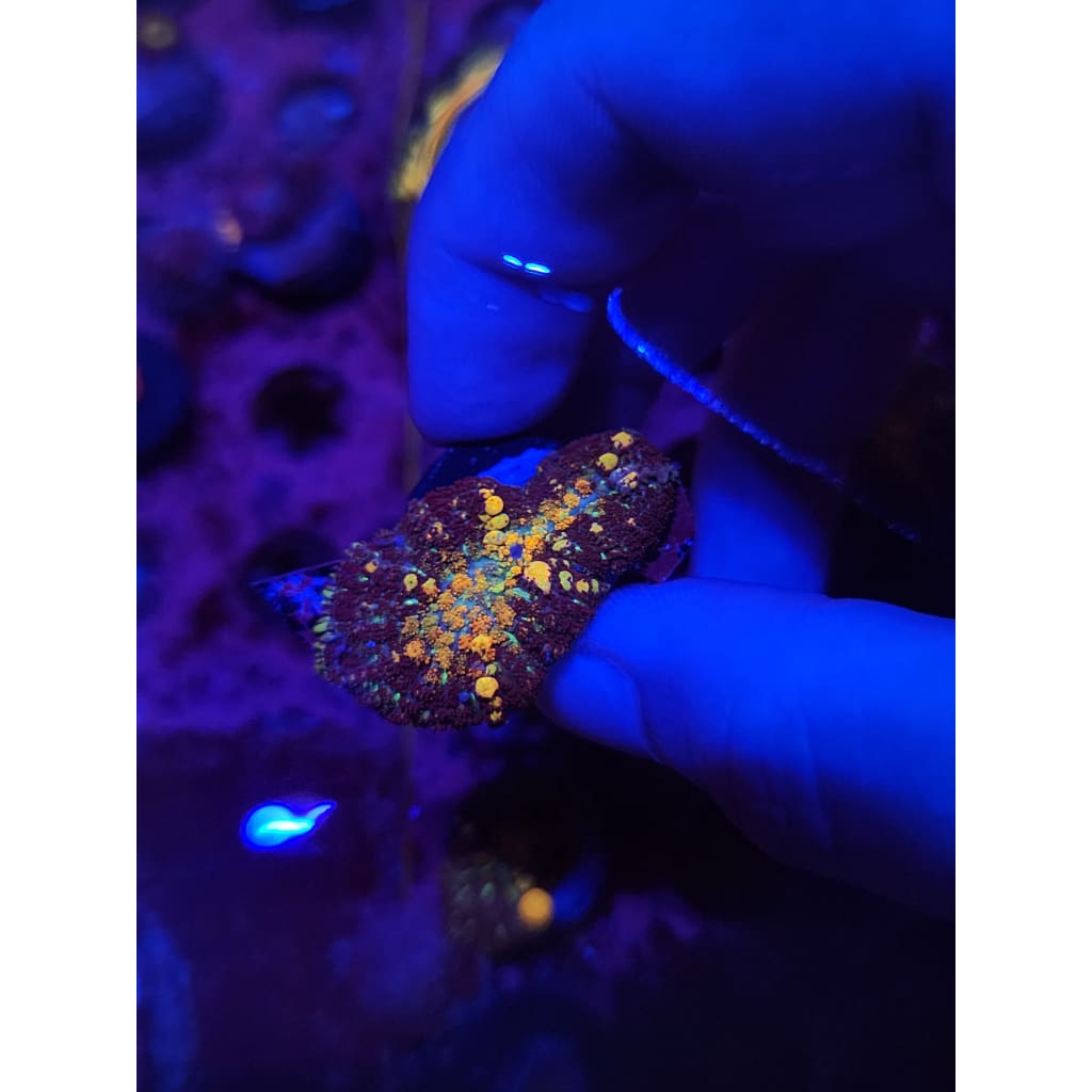 Powerball Bounce Mushroom WYSIWYG!