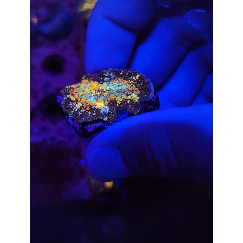 Powerball Bounce Mushroom WYSIWYG!