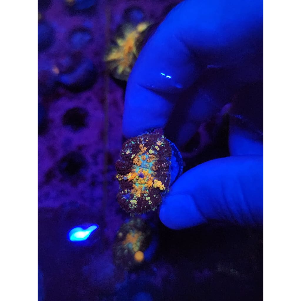 Powerball Bounce Mushroom WYSIWYG!