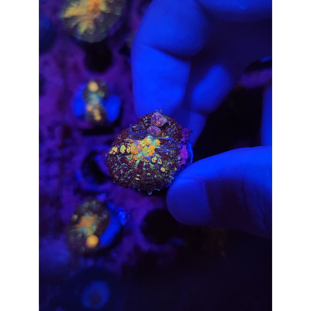 Powerball Bounce Mushroom WYSIWYG!