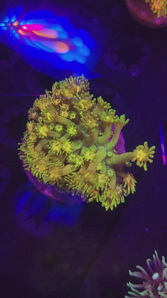 Grand Master Goni Mini Colony, WYSIWYG!