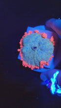 Load and play video in Gallery viewer, HUGE Mama Frankenstein Bounce Mushroom, WYSIWYG!
