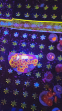 Load and play video in Gallery viewer, Hallucination Zoanthid Colony, WYSIWYG!
