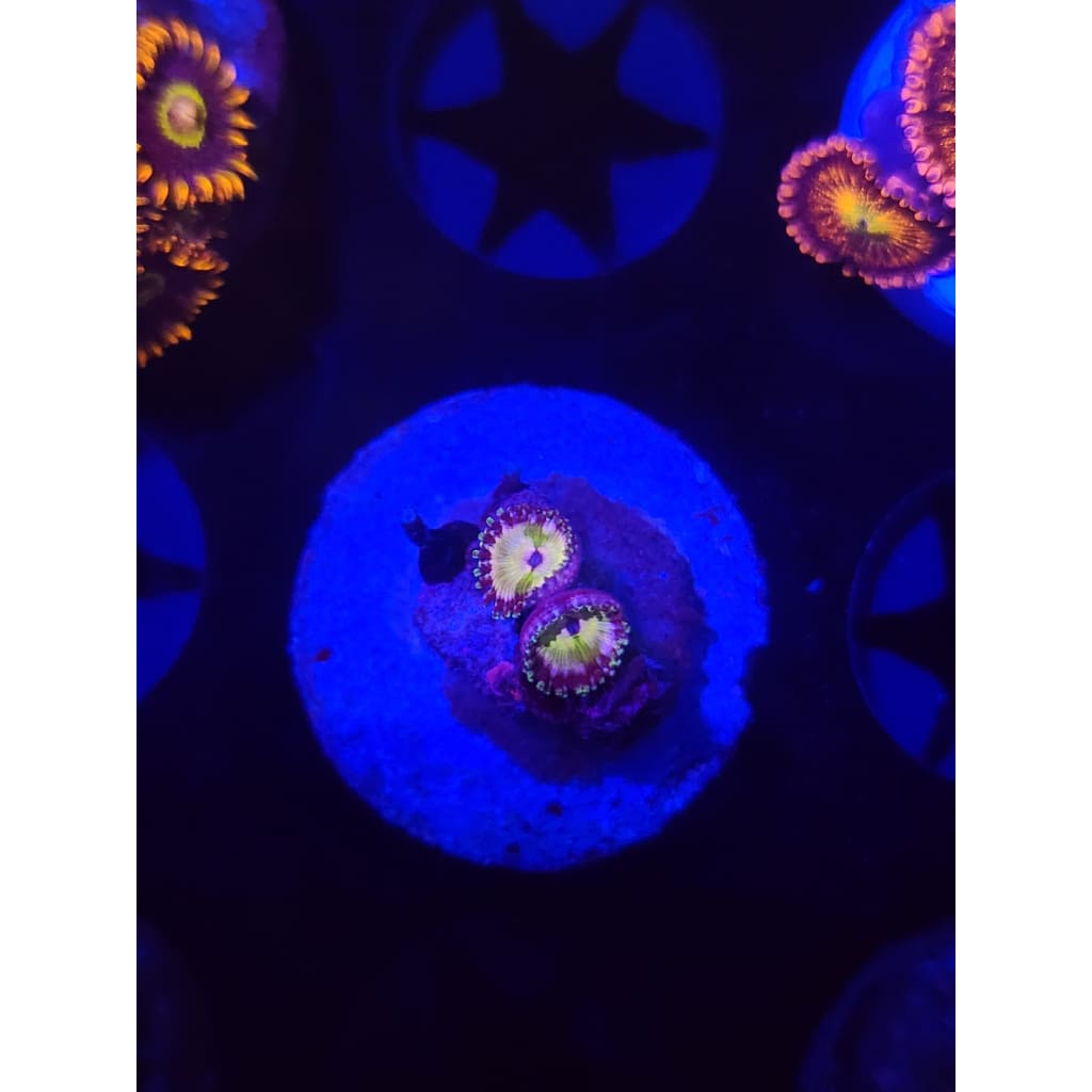 Princess Daisy Zoanthid Frag WYSIWYG!