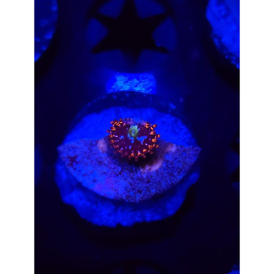 Professor Chaos Zoanthid Frag WYSIWYG!