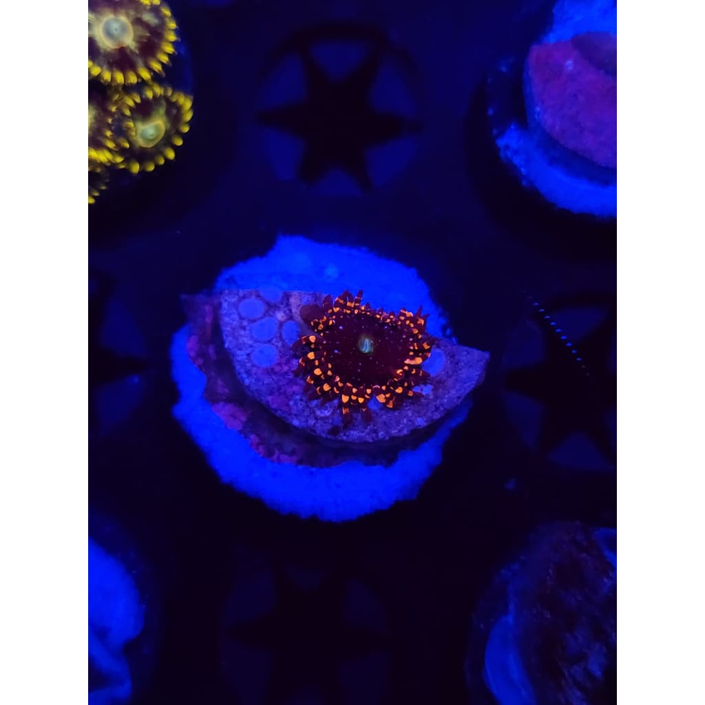 Professor Chaos Zoanthid Frag WYSIWYG!
