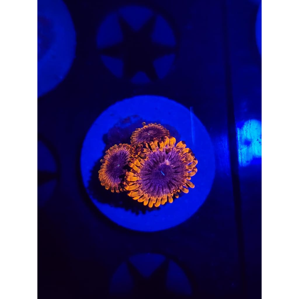 Punch Bowl Zoanthid Frag WYSIWYG!