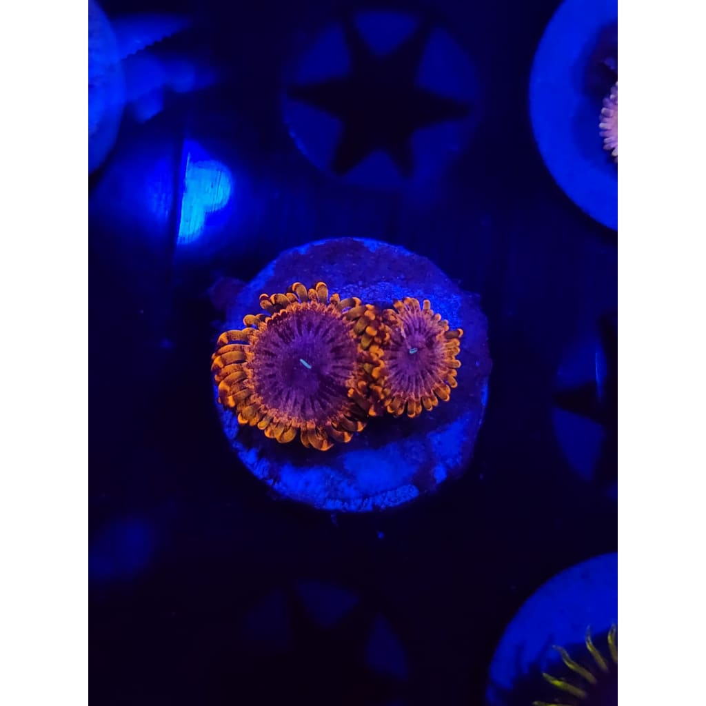 Punch Bowl Zoanthid Frag WYSIWYG!