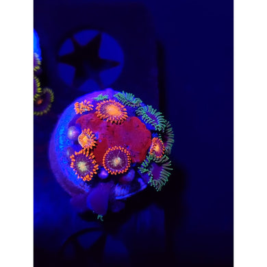Punk Rocker Combo Zoanthid Frag WYSIWYG!