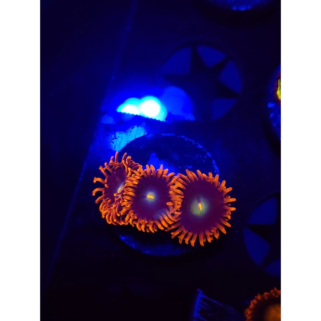 Punk Rocker Zoanthid Frag WYSIWYG!