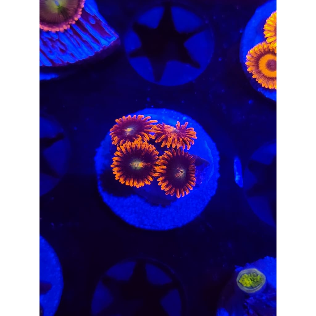 Punk Rocker Zoanthid Frag WYSIWYG!