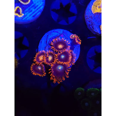 Punk Rocker Zoanthid Frag WYSIWYG!