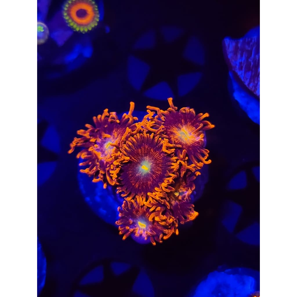 Punk Rocker Zoanthid Frag WYSIWYG!