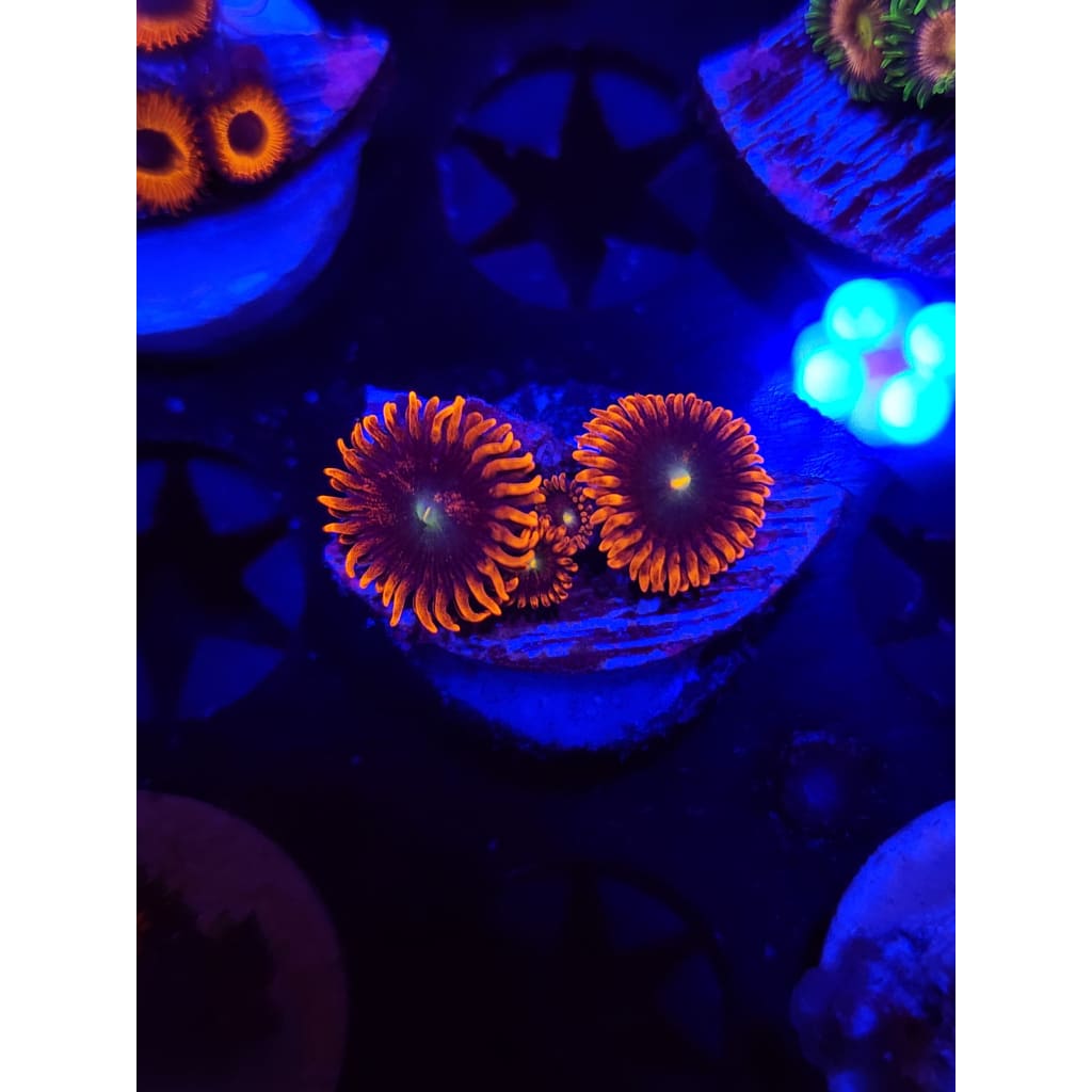 Punk Rocker Zoanthid Frag WYSIWYG!