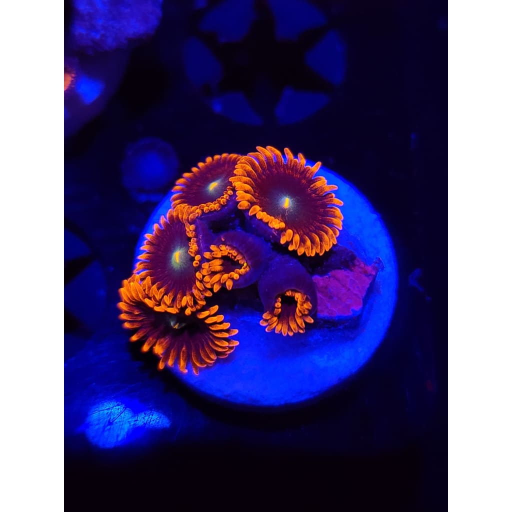 Punk Rocker Zoanthid Frag WYSIWYG!