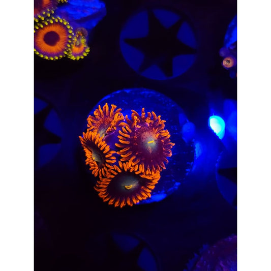 Punk Rocker Zoanthid Frag WYSIWYG!