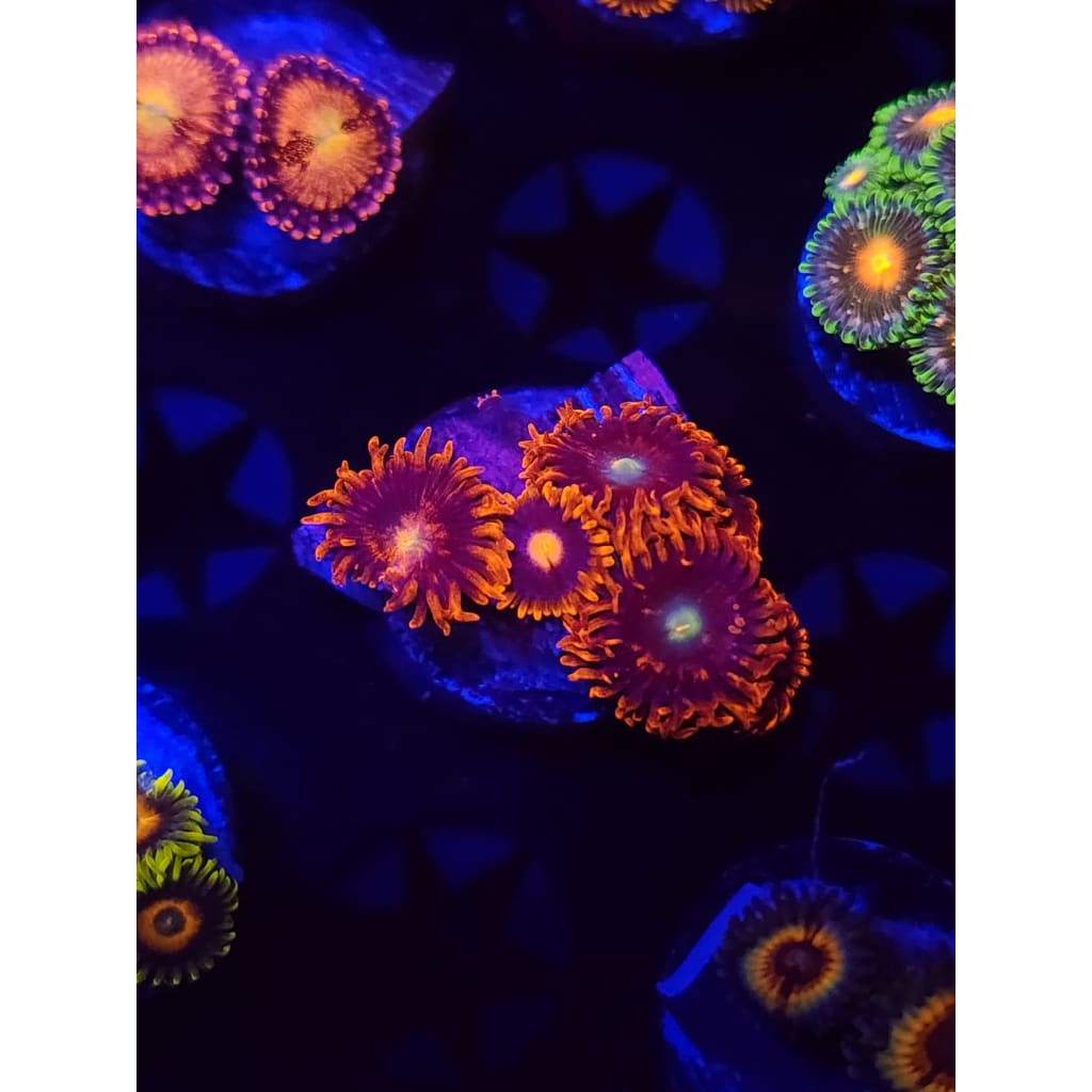 Punk Rocker Zoanthid Frag WYSIWYG!
