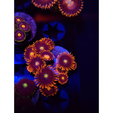 Punk Rocker Zoanthid Frag WYSIWYG!
