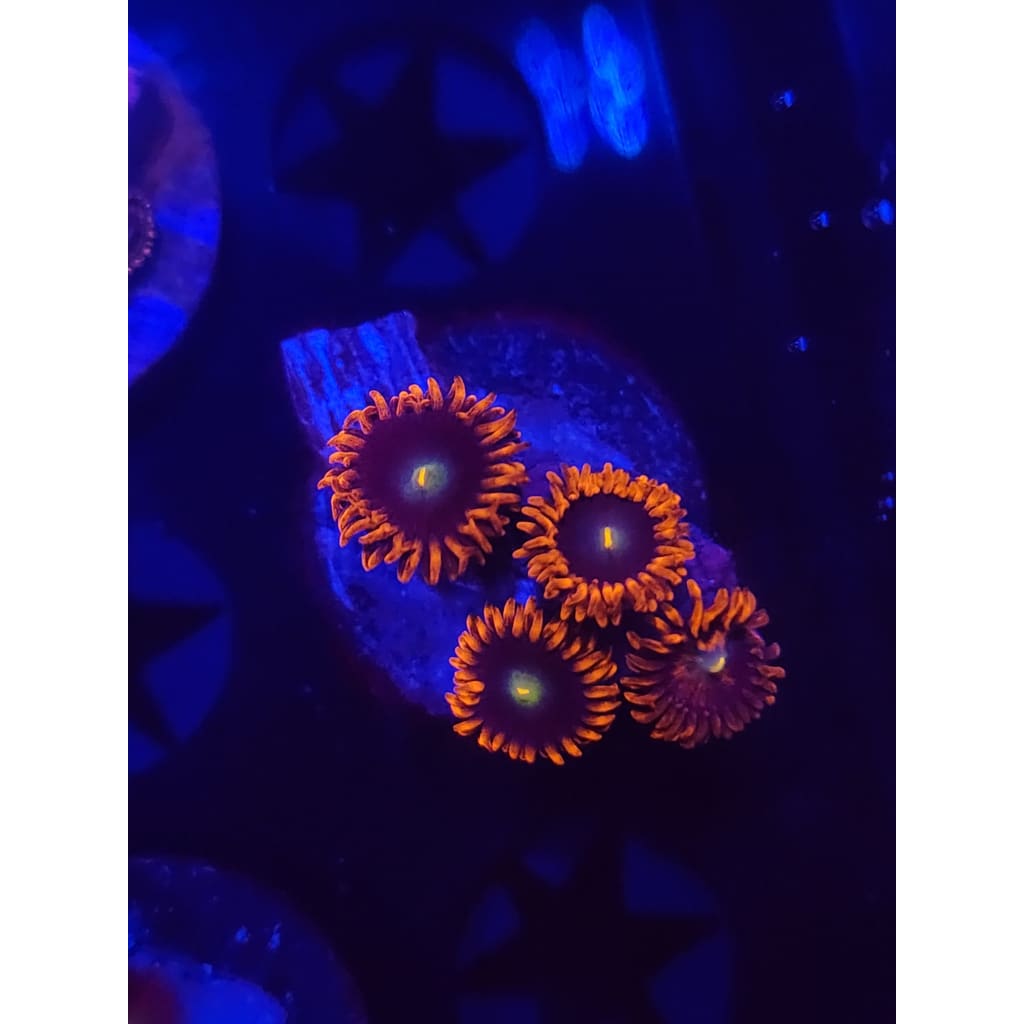 Punk Rocker Zoanthid Frag WYSIWYG!