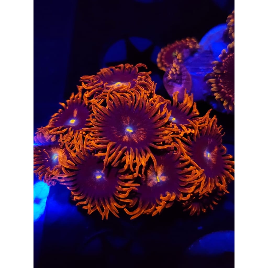 Punk Rockers Zoanthid Frag WYSIWYG!