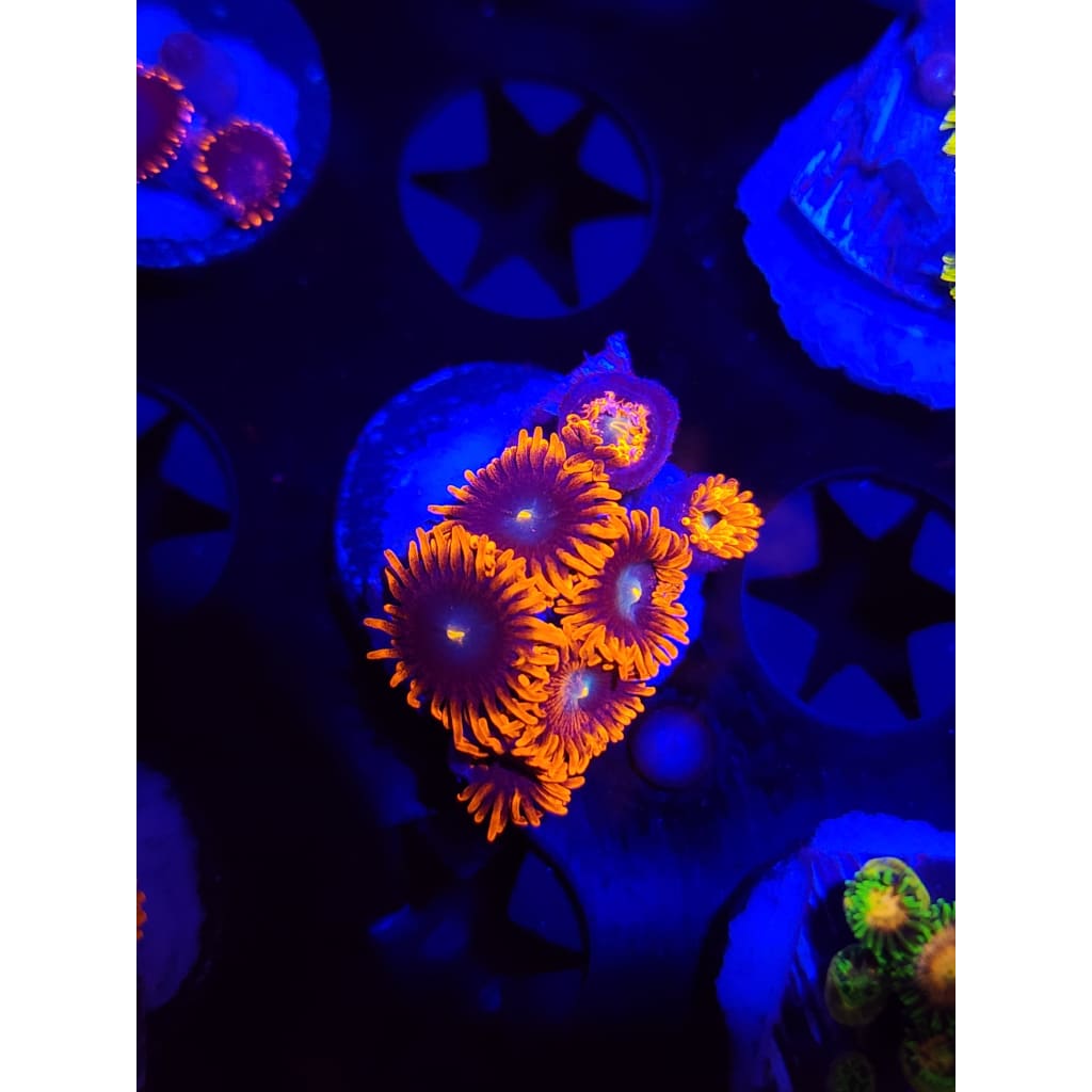 Punk Rockers Zoanthid Frag WYSIWYG!