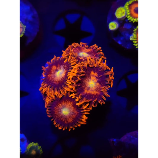 Punk Rockers Zoanthid Frag WYSIWYG!