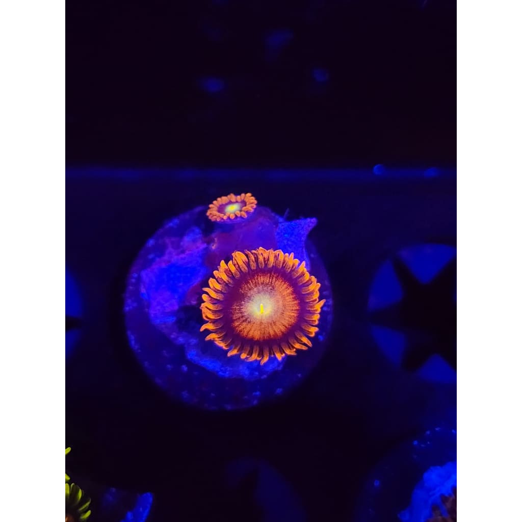 Punk Rockers Zoanthid Frag WYSIWYG!