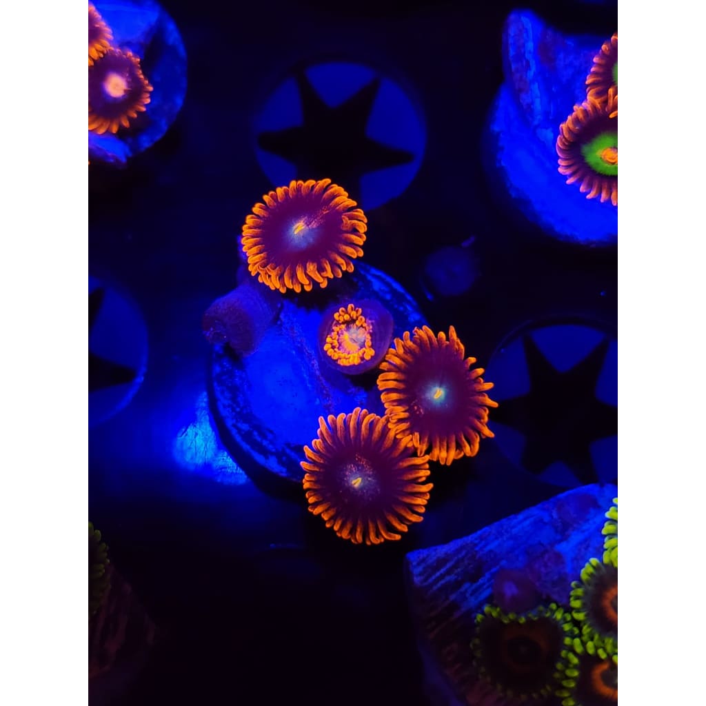 Punk Rockers Zoanthid Frag WYSIWYG!