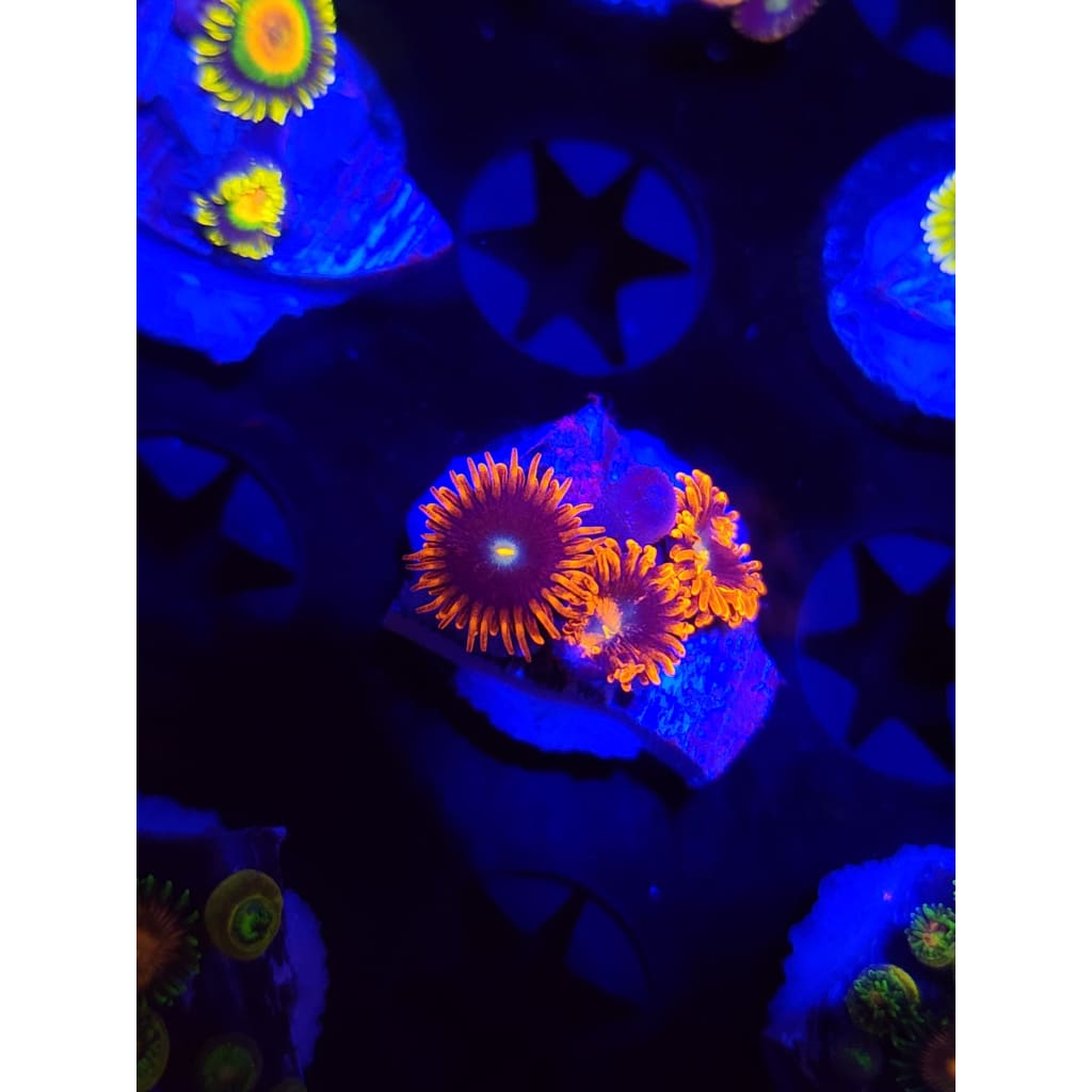 Punk Rockers Zoanthid Frag WYSIWYG!